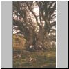 Snow Gum on King Billy